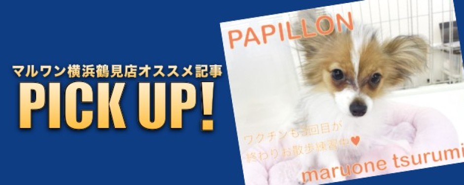 鶴見店BLOGーパピヨン