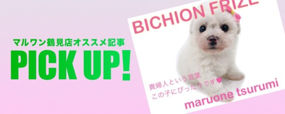 鶴見店-ビション