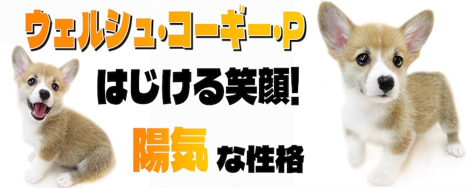 相模大塚店-コーギー