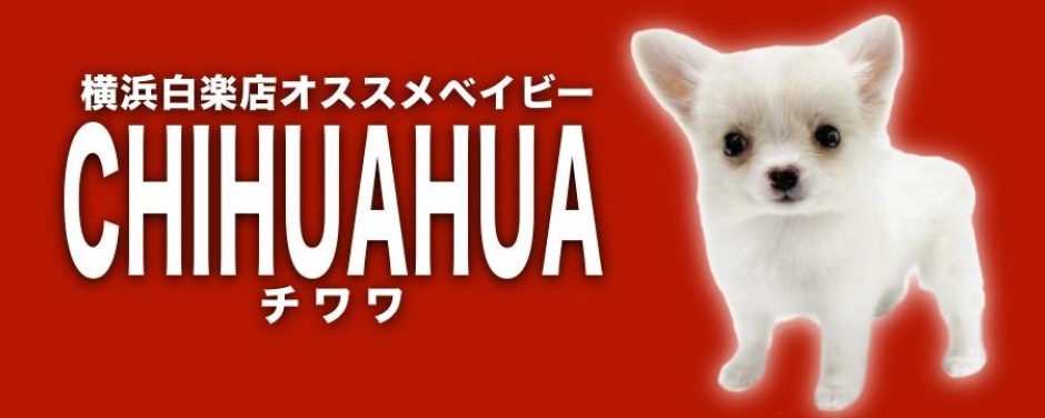 白楽店おすすめベイビーチワワ