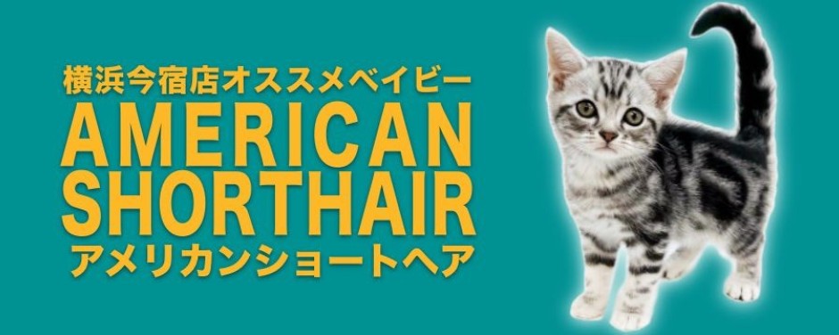 今宿店おすすめベイビー アメショー