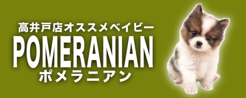高井戸店おすすめベイビーポメラニアン