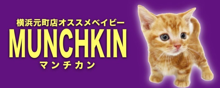 元町店おすすめベイビーマンチカン