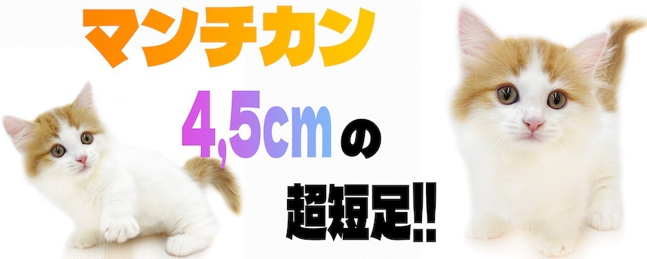 相模大塚店ブログ-マンチカン
