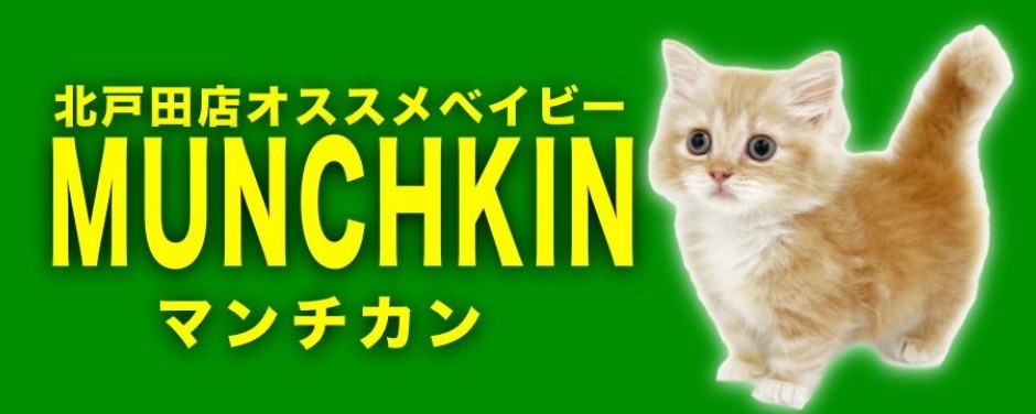 北戸田店おすすめベイビー マンチカン