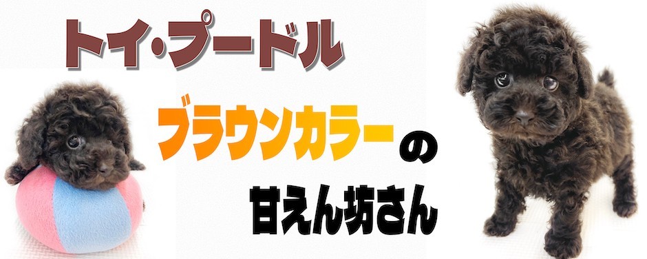 相模大塚店-プードル