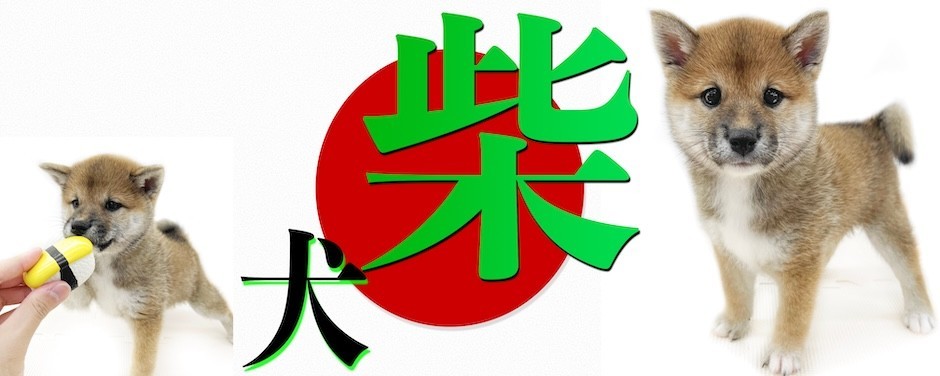 下丸子店-柴犬
