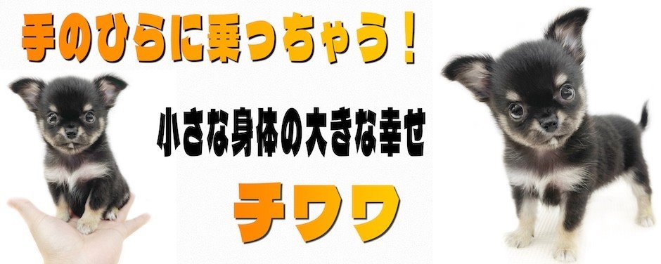 下丸子店-チワワ