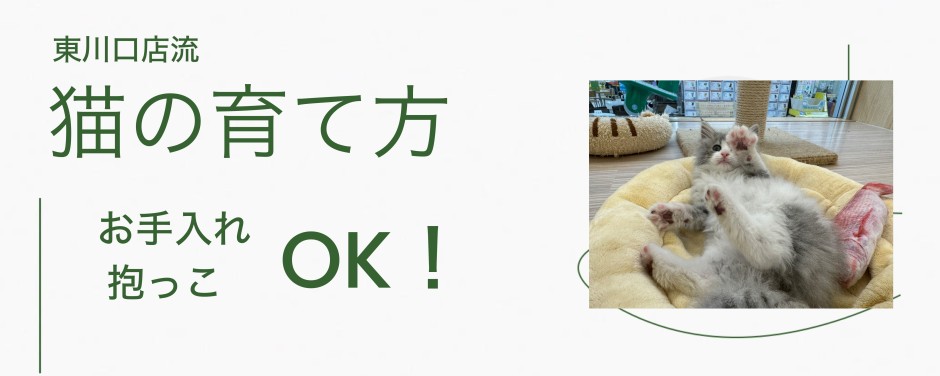 東川口店-猫の育て方