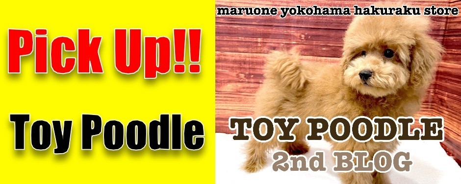 トイプー