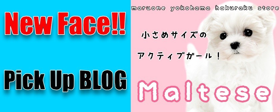 マルチーズ
