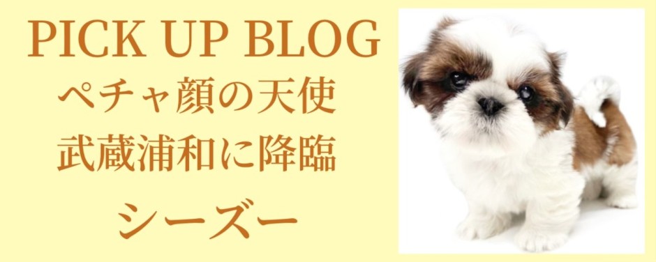 シーズーブログ