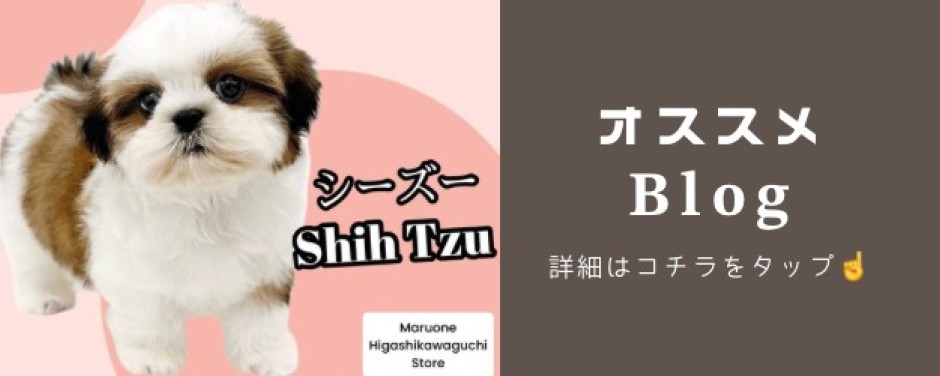 東川口店-blogーシーズー