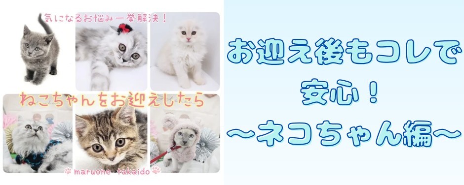お迎え後のポイント子猫変