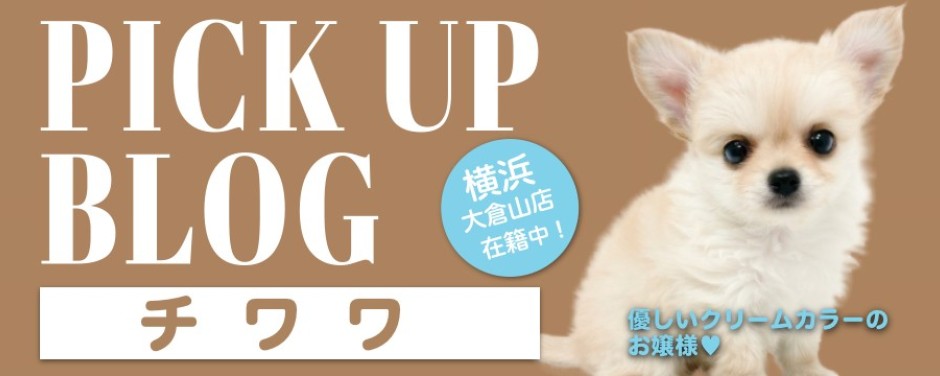 blog-チワワ
