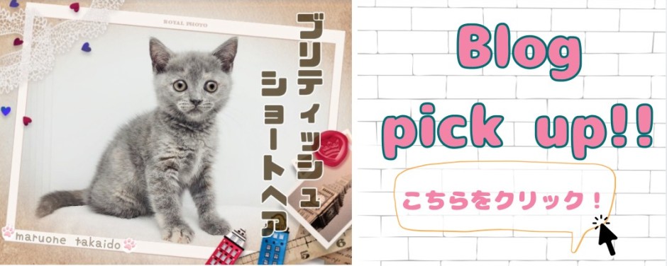 高井戸店ブリ