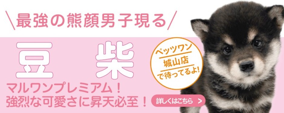 城山店おすすめベイビー豆柴