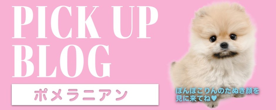 blogーポメラニアン