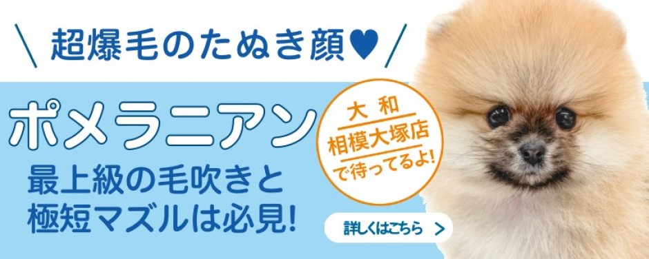 相模大塚店おすすめベイビーポメラニアン