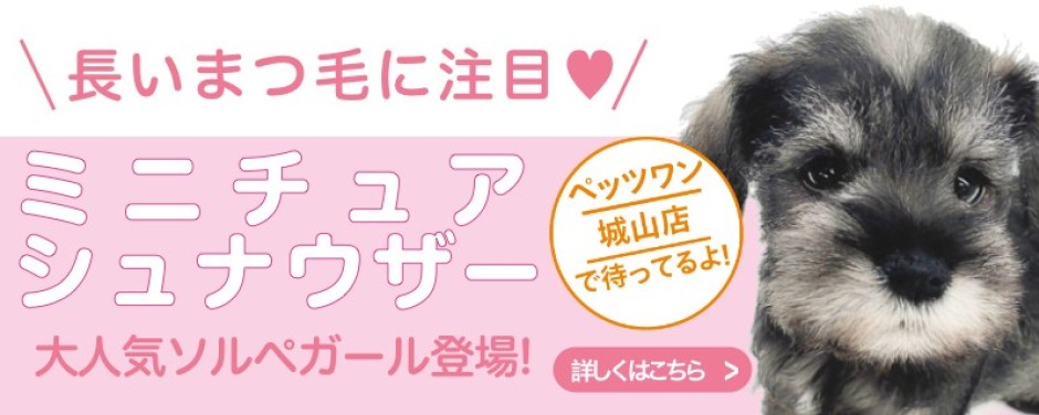城山店おすすめベイビーミニチュアシュナウザー