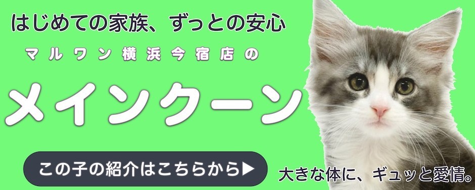 メインクーンブログ