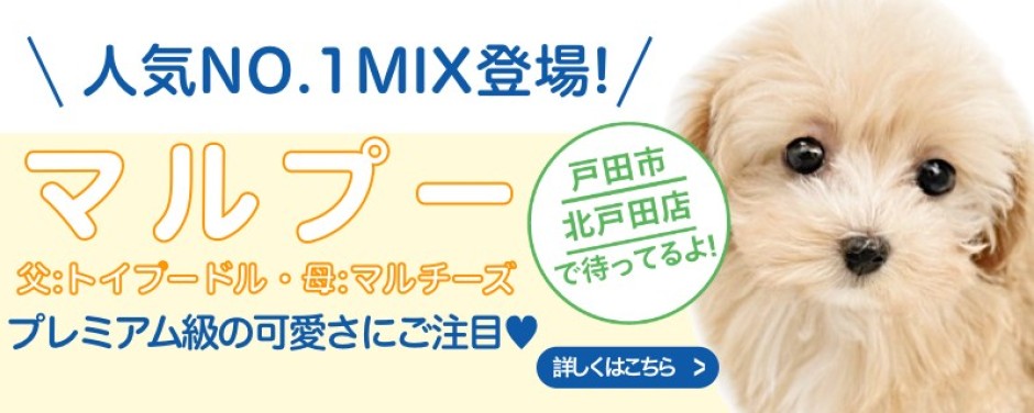 北戸田店おすすめベイビーMIX