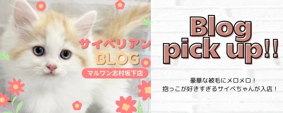 サイベ