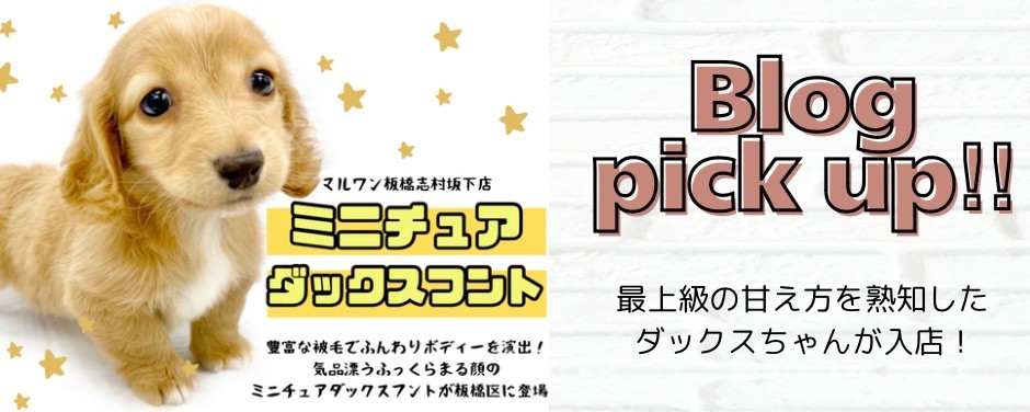 ダックス