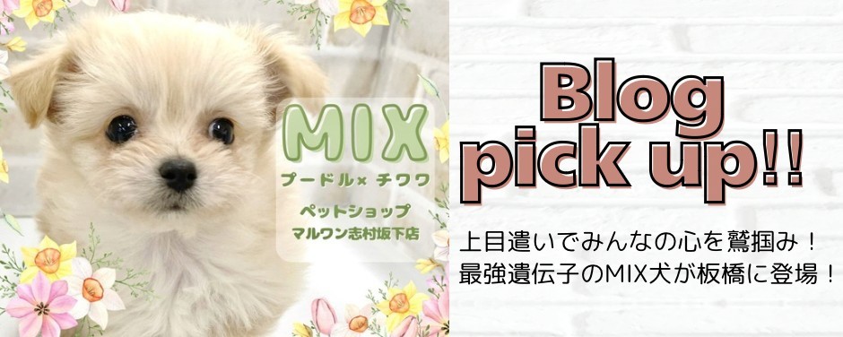 プーチワ