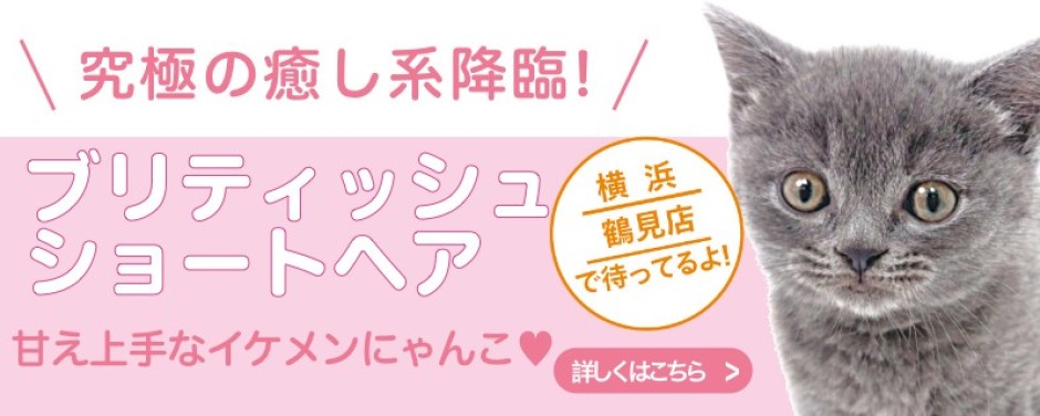 鶴見店おすすめベイビーブリティッシュショートヘア