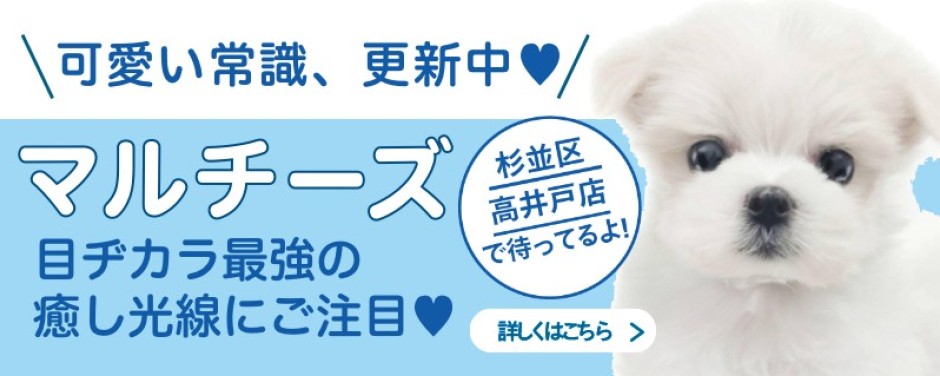 高井戸店おすすめベイビーマルチーズ