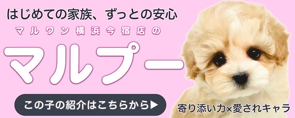 マルプースライド