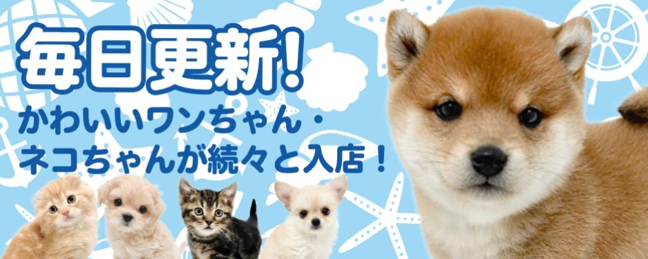 毎日更新スライド