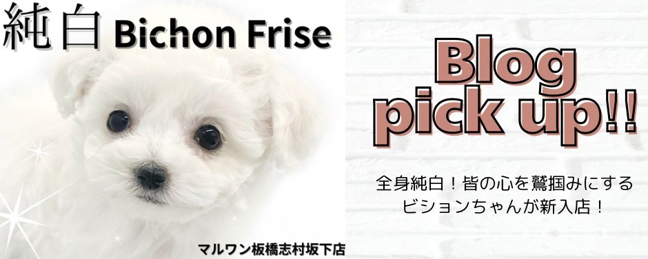 ビション