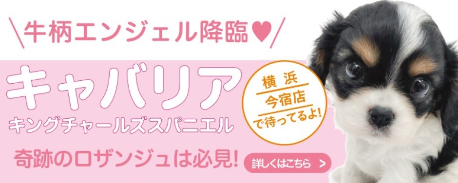 今宿店おすすめベイビーキャバリア