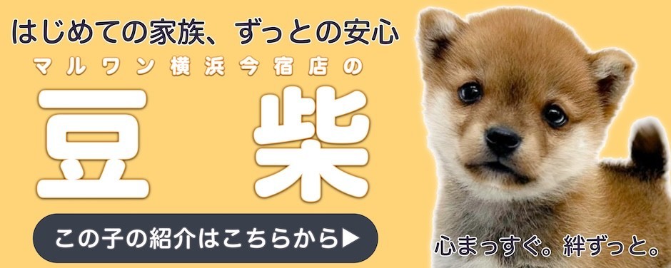 豆柴ブログ