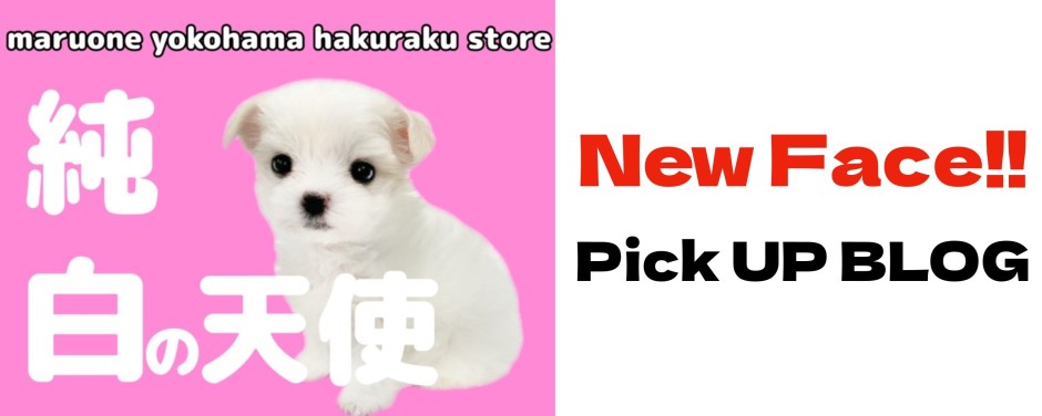 マルチーズ
