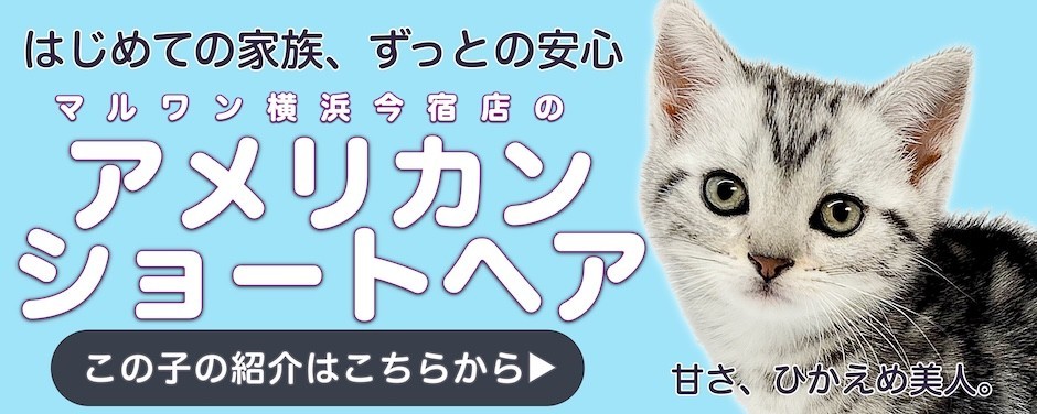 アメショブログ