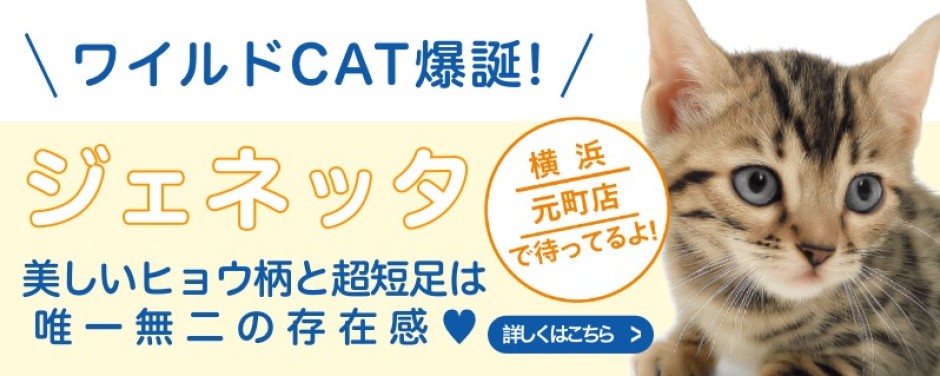 元町店おすすめベイビージェネッタ