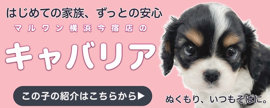 キャバリアブログ