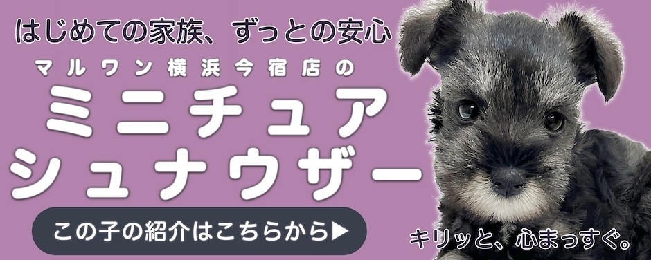シュナウザーブログ