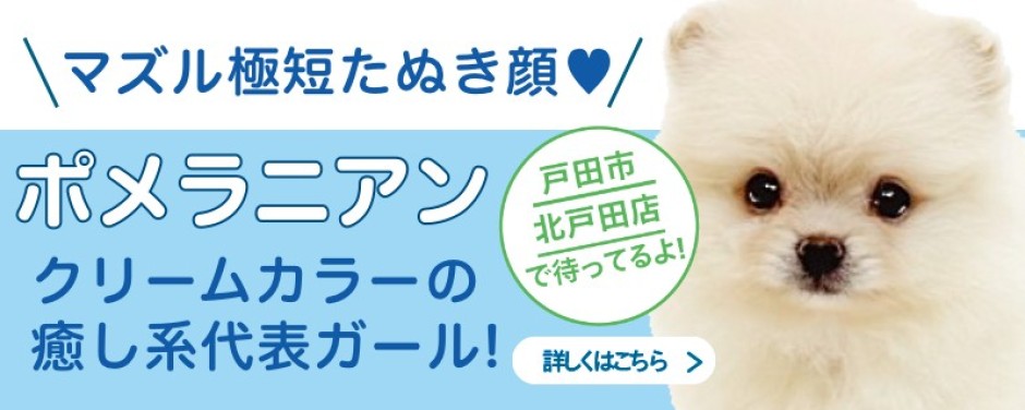 北戸田店おすすめベイビーポメラニアン