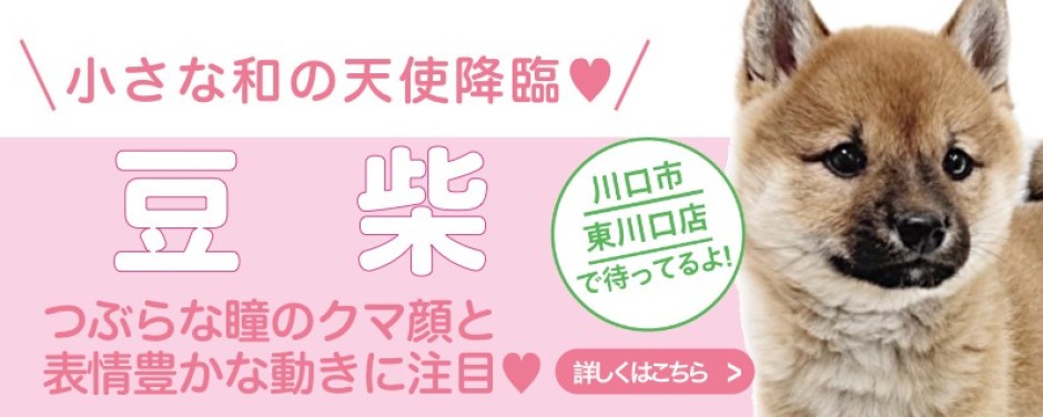 東川口店おすすめベイビー豆柴