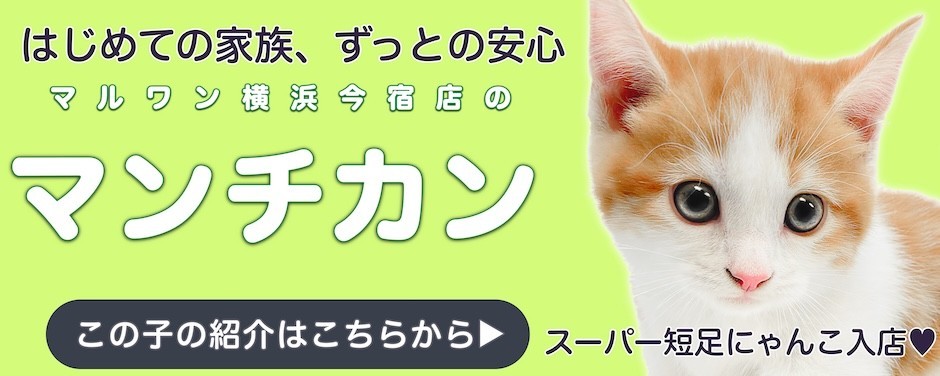 マンチカンスライド