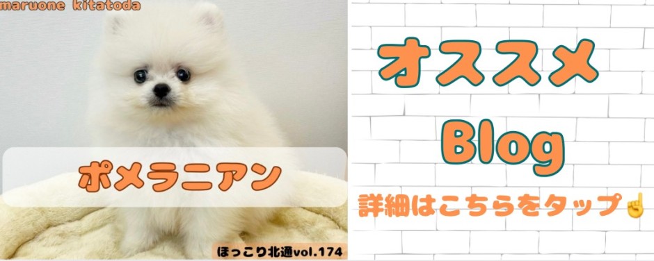 ポメラニアン