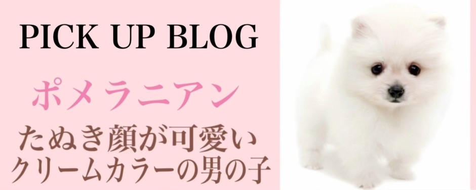 ポメラニアンブログ