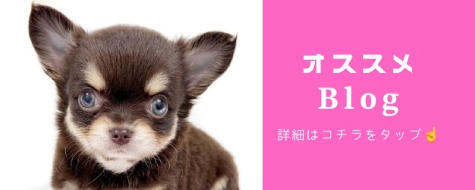 チワワ