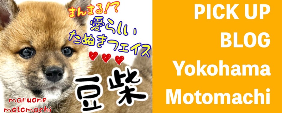 元町店-犬