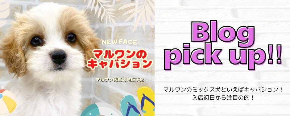 キャバション