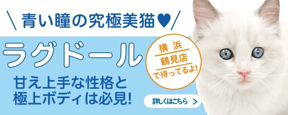 鶴見店おすすめベイビーラグドール